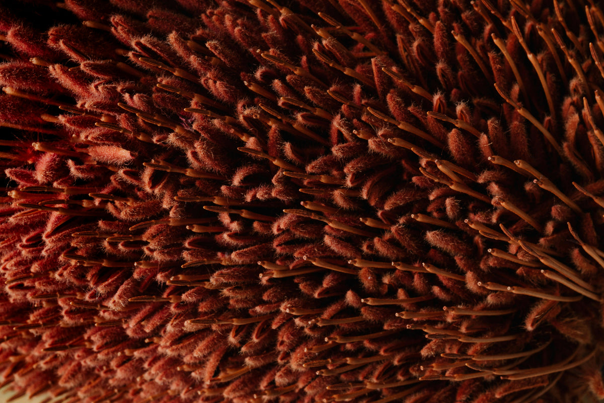 Rich copper texture, SKINGRAPHICA tattoo skincare frequently asked questions